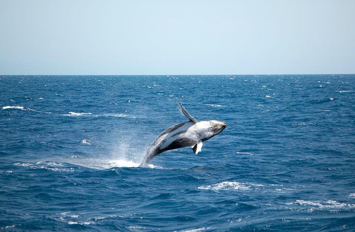 Ramada By Wyndham Hervey Bay Luaran gambar A living Megaptera novaeangliae, or humpback whale
